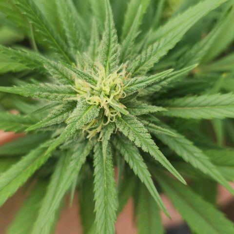 Cheese growlog timeline photo