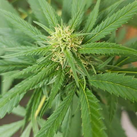 Eldorado OG growlog timeline photo