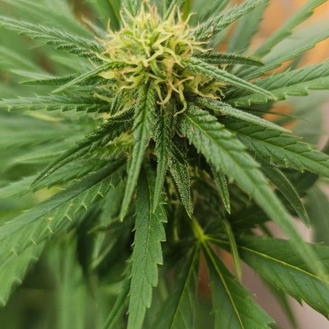 Eldorado OG growlog timeline photo