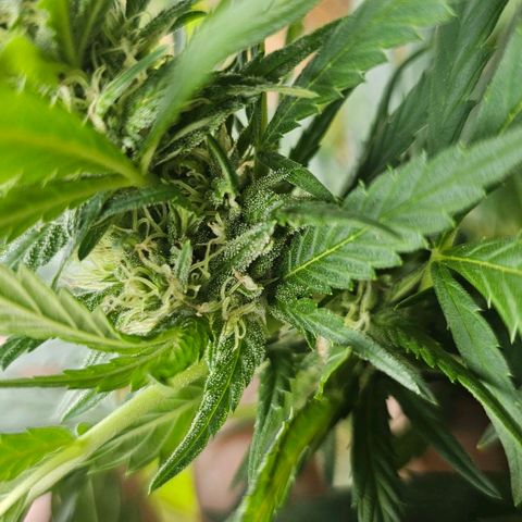 Eldorado OG growlog timeline photo