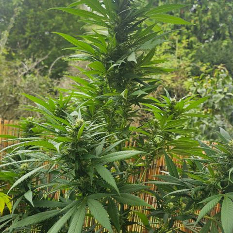 Eldorado OG growlog timeline photo