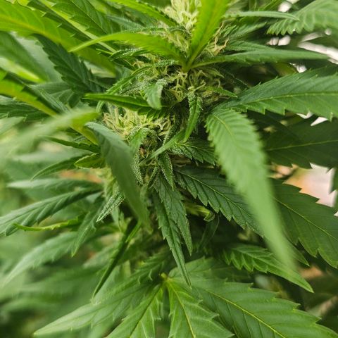 Eldorado OG growlog timeline photo