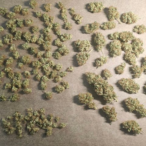 Gorilla Zkittlez growlog photo: Nachtrocknung und wiegen