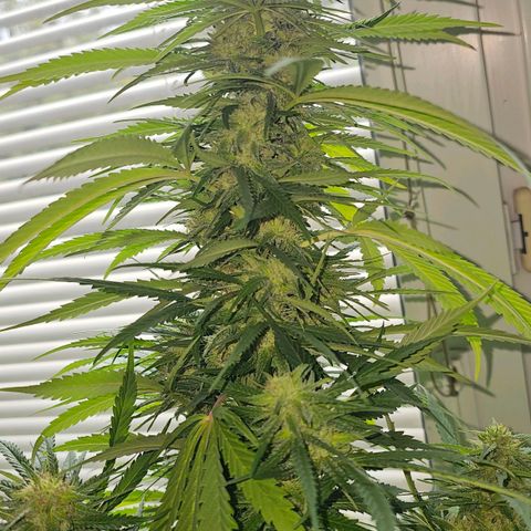 Cheese growlog timeline photo