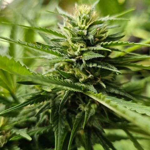 Cheese growlog timeline photo