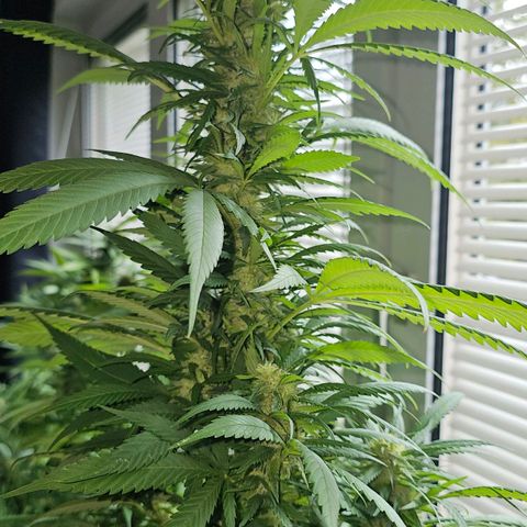 Eldorado OG growlog timeline photo