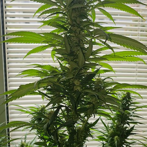 Eldorado OG growlog timeline photo