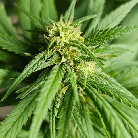 Eldorado OG growlog timeline photo