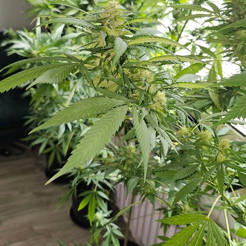 Eldorado OG growlog timeline photo