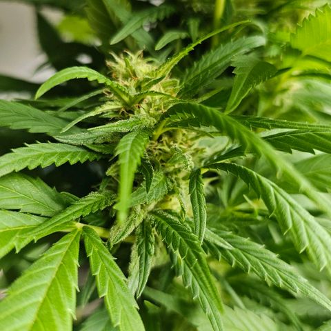 Eldorado OG growlog timeline photo