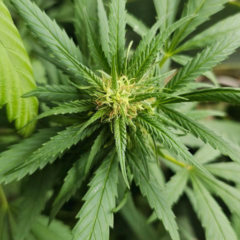 Eldorado OG growlog timeline photo