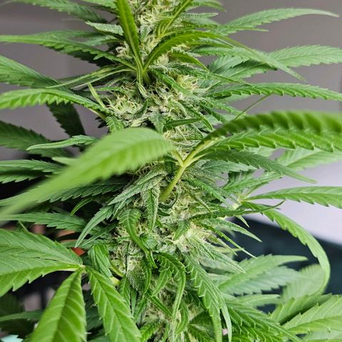 Eldorado OG growlog timeline photo