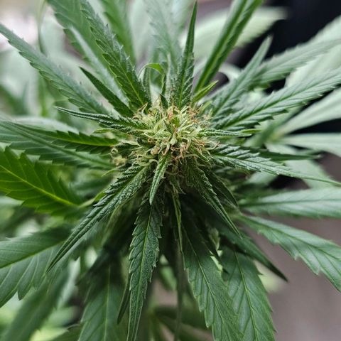 Eldorado OG growlog timeline photo