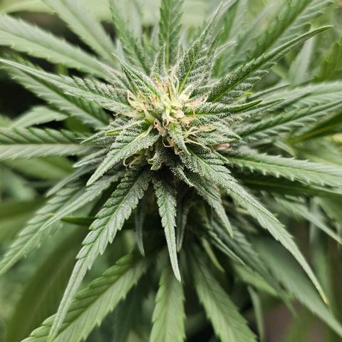 Cheese growlog timeline photo