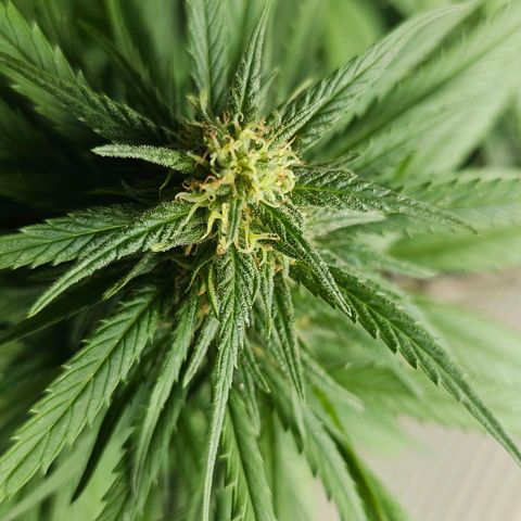 Eldorado OG growlog timeline photo