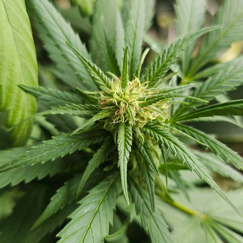 Eldorado OG growlog timeline photo