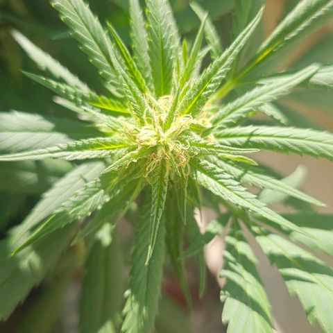 Eldorado OG growlog timeline photo