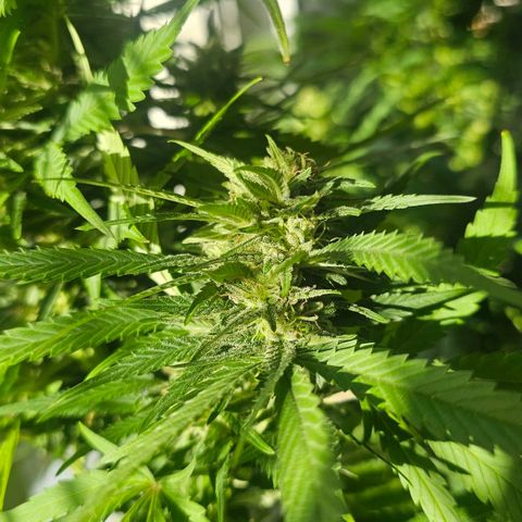 Cheese growlog timeline photo