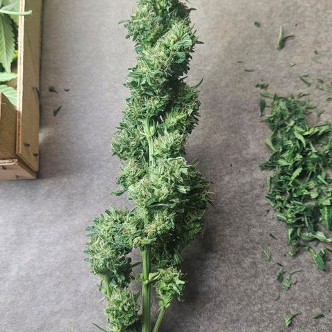 Cheese growlog timeline photo