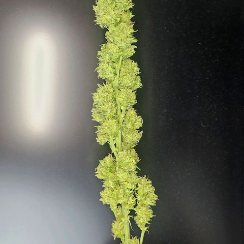Eldorado OG growlog timeline photo