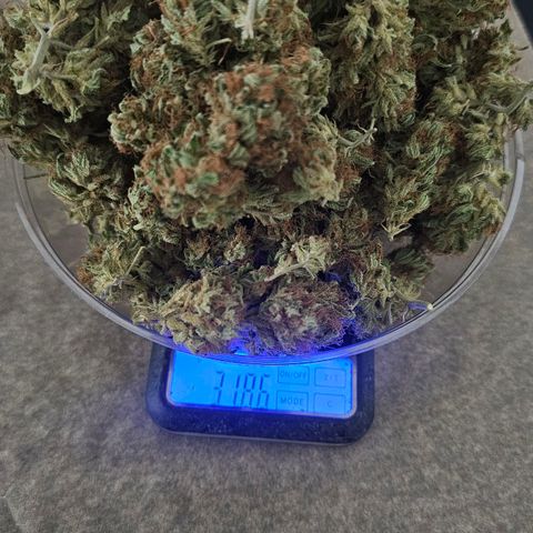Gorilla Zkittlez growlog timeline photo