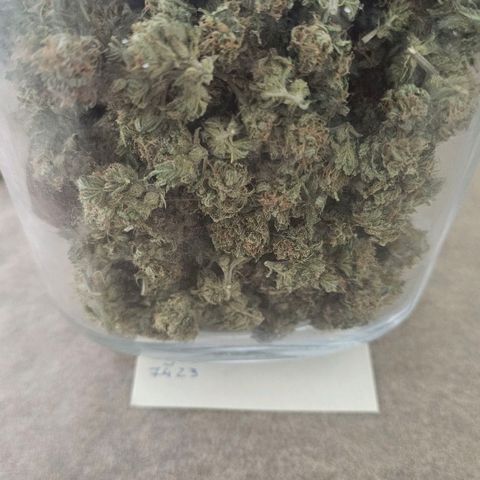 Cheese growlog photo: 7423