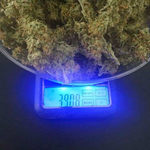 Eldorado OG growlog timeline photo