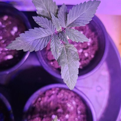 Gorilla Zkittlez growlog timeline photo