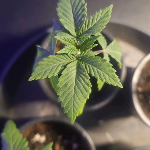 Gorilla Zkittlez growlog timeline photo