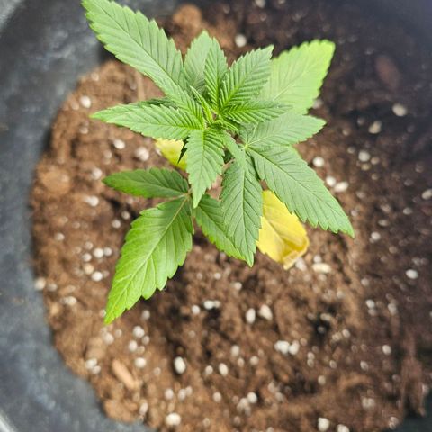 Gorilla Zkittlez growlog timeline photo