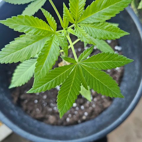 Gorilla Zkittlez growlog timeline photo