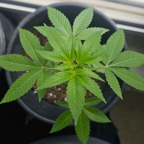 Gorilla Zkittlez growlog timeline photo