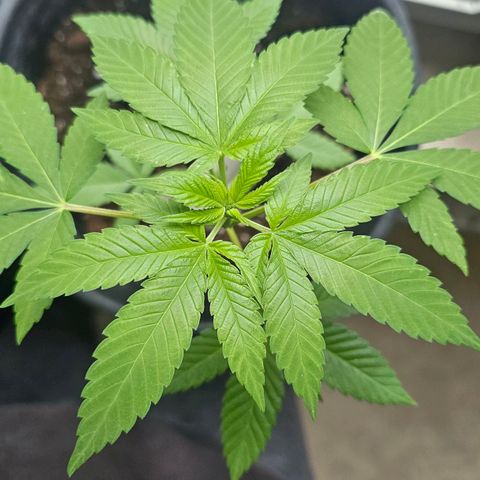 Gorilla Zkittlez growlog timeline photo