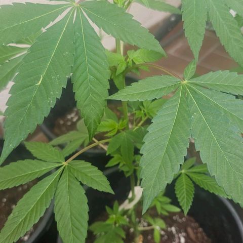 Gorilla Zkittlez growlog timeline photo