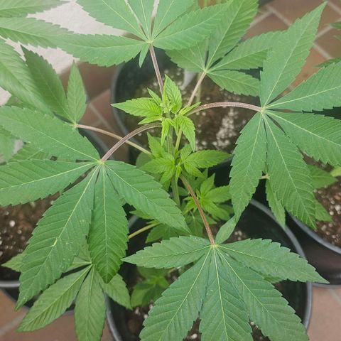 Gorilla Zkittlez growlog timeline photo