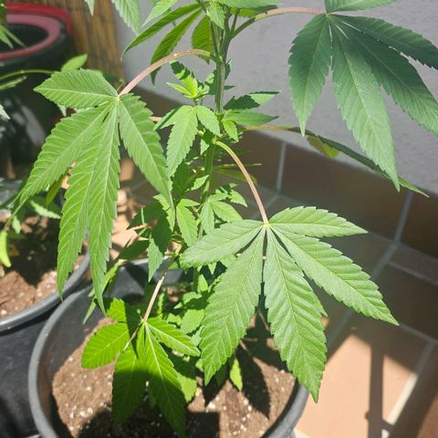 Gorilla Zkittlez growlog timeline photo