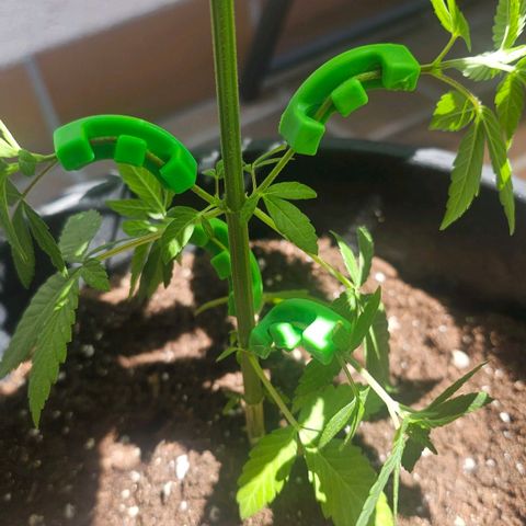 Gorilla Zkittlez growlog timeline photo