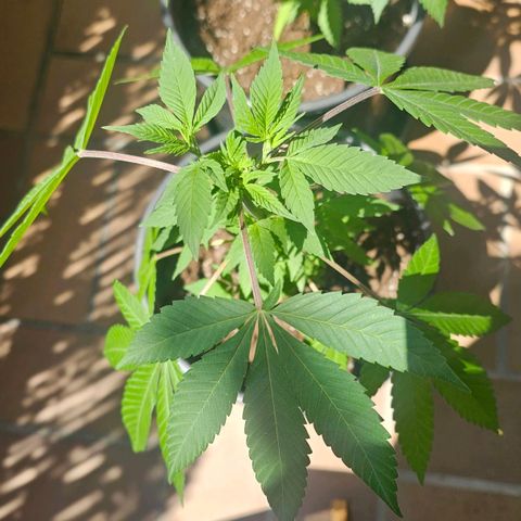 Gorilla Zkittlez growlog timeline photo