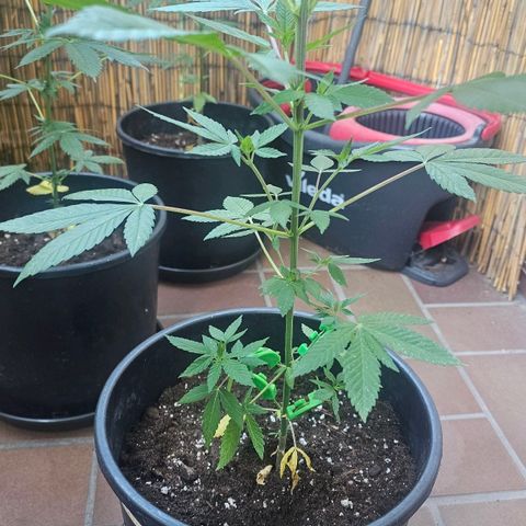Gorilla Zkittlez growlog timeline photo