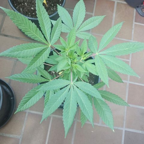 Gorilla Zkittlez growlog timeline photo