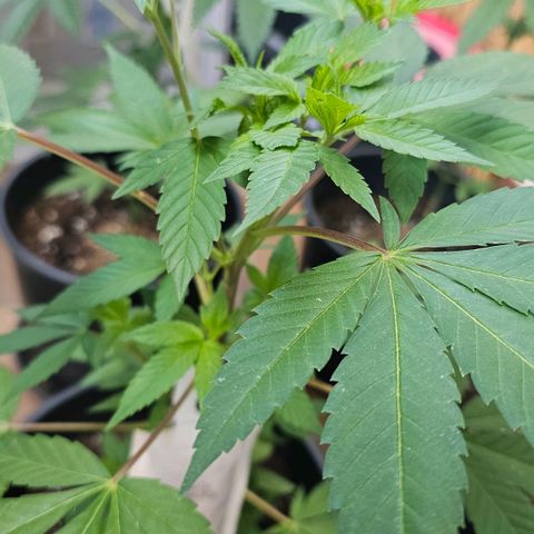 Gorilla Zkittlez growlog timeline photo