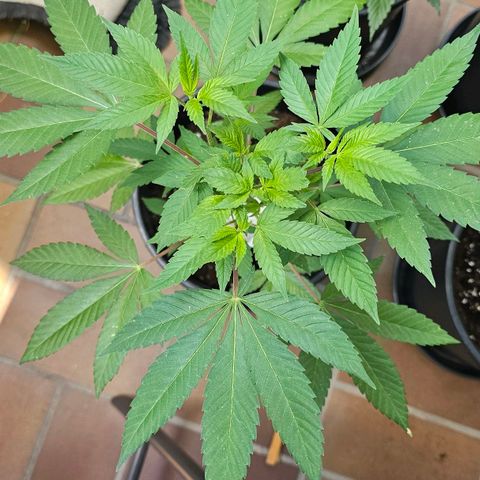 Gorilla Zkittlez growlog timeline photo