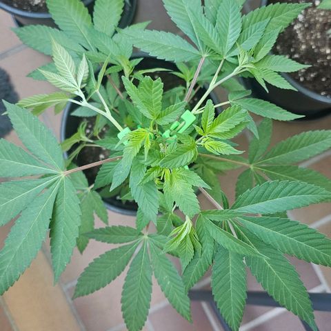 Gorilla Zkittlez growlog timeline photo