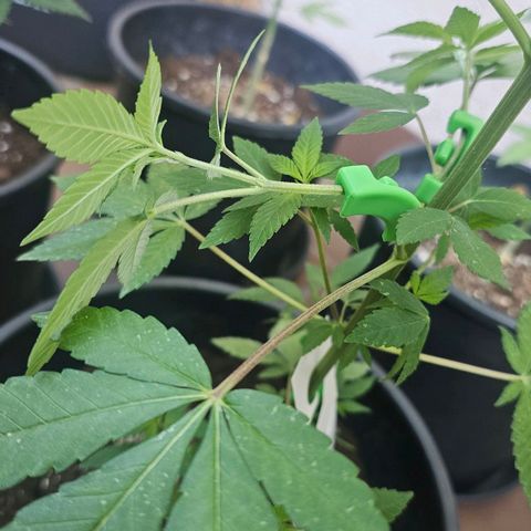 Gorilla Zkittlez growlog timeline photo