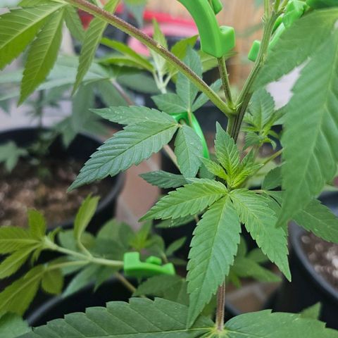 Gorilla Zkittlez growlog timeline photo