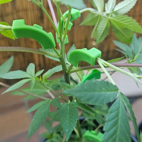 Gorilla Zkittlez growlog timeline photo