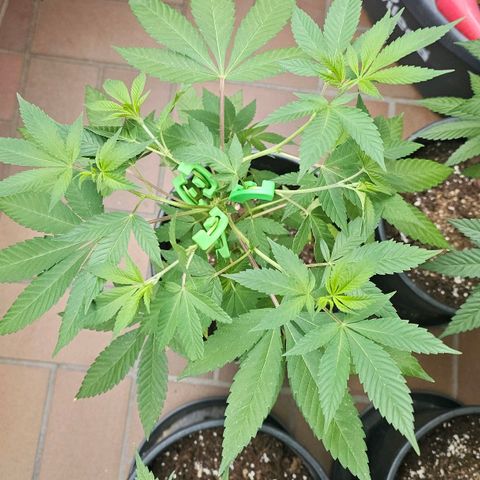 Gorilla Zkittlez growlog timeline photo