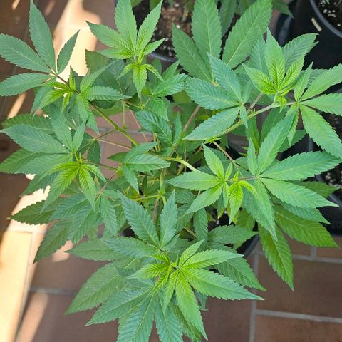Gorilla Zkittlez growlog timeline photo