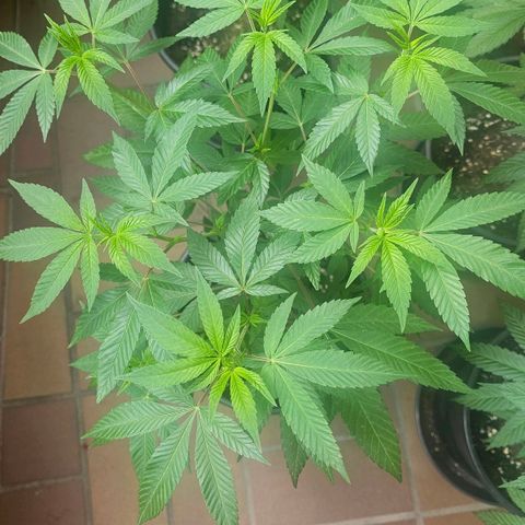 Gorilla Zkittlez growlog timeline photo