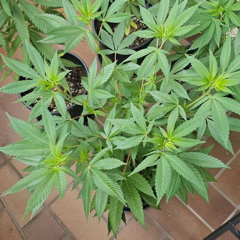Gorilla Zkittlez growlog timeline photo